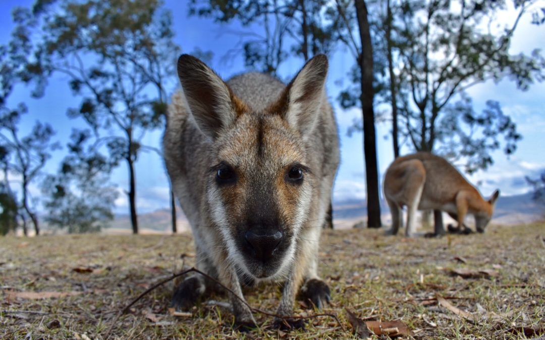 Where To Travel: Glamping With Wallabies